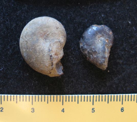 fossile (due ammoniti, serie)