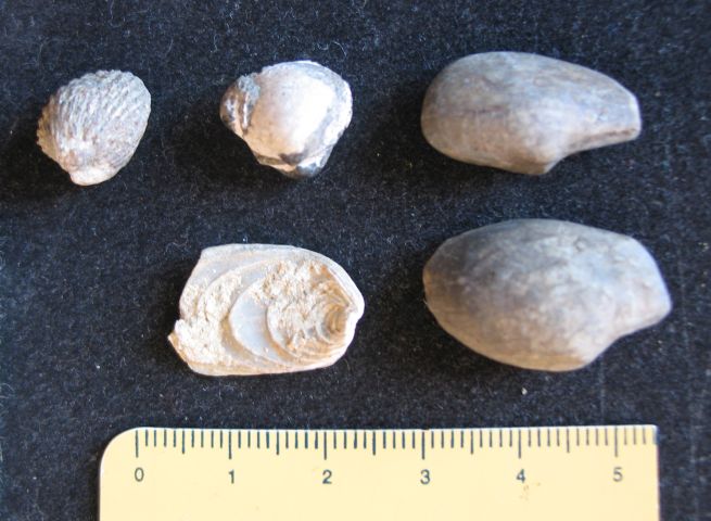 fossile (bivalvi, insieme)