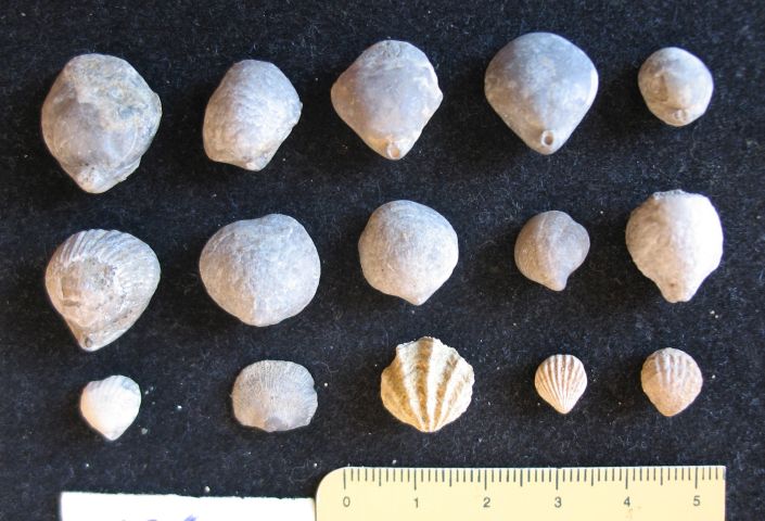 fossile (brachiopodi, insieme)