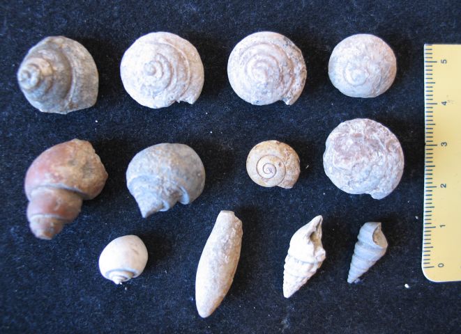 fossile (gasteropodi, insieme)