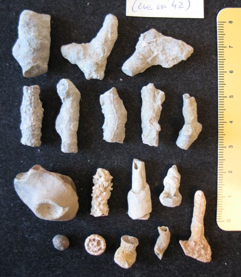 fossile (resti indeterminati, insieme)