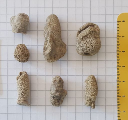 fossile (resti di spugna, insieme)