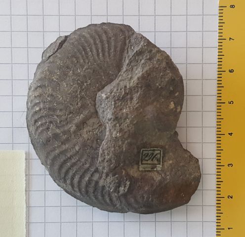 fossile (ammonite, esemplare)
