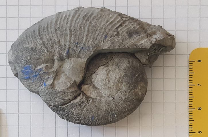 fossile (ammonite, esemplare)