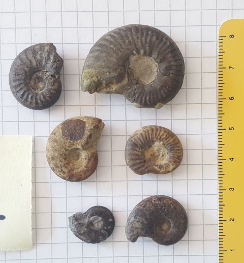fossile (ammoniti, serie)