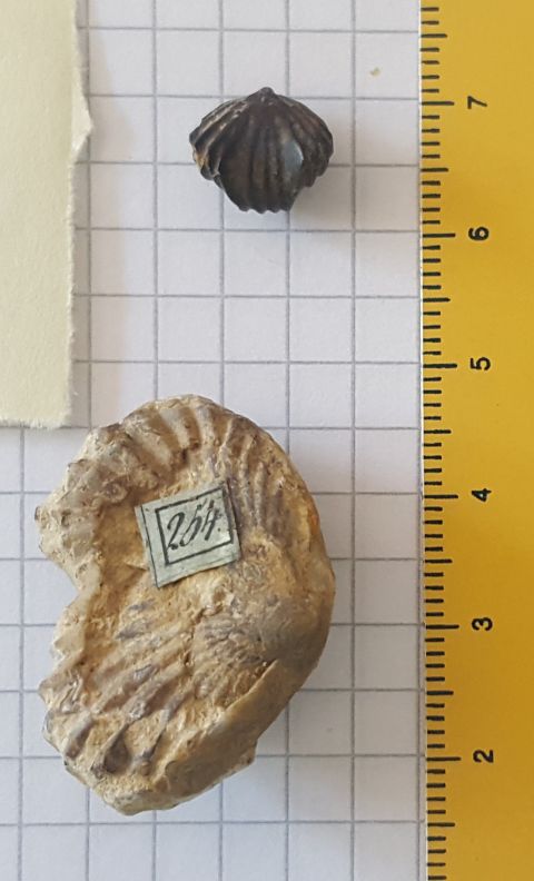 fossile (brachiopodi rinconellidi, serie)