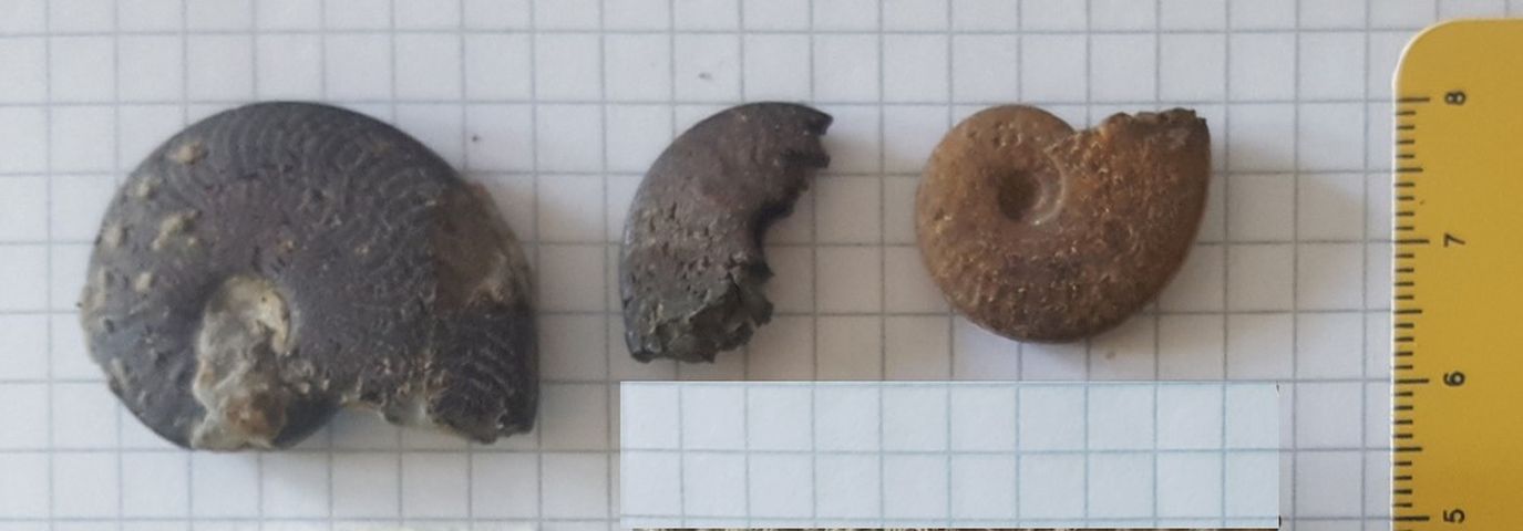 fossile (ammoniti, serie)
