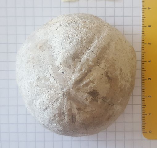 fossile (echinide, esemplare)