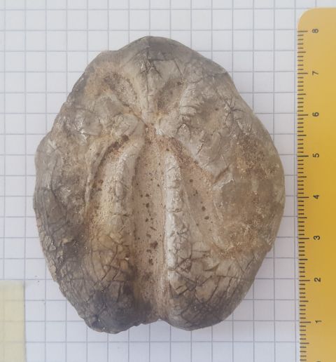 fossile (echinide, esemplare)