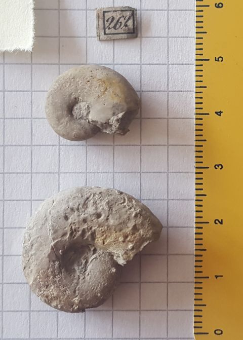 fossile (ammoniti, serie)