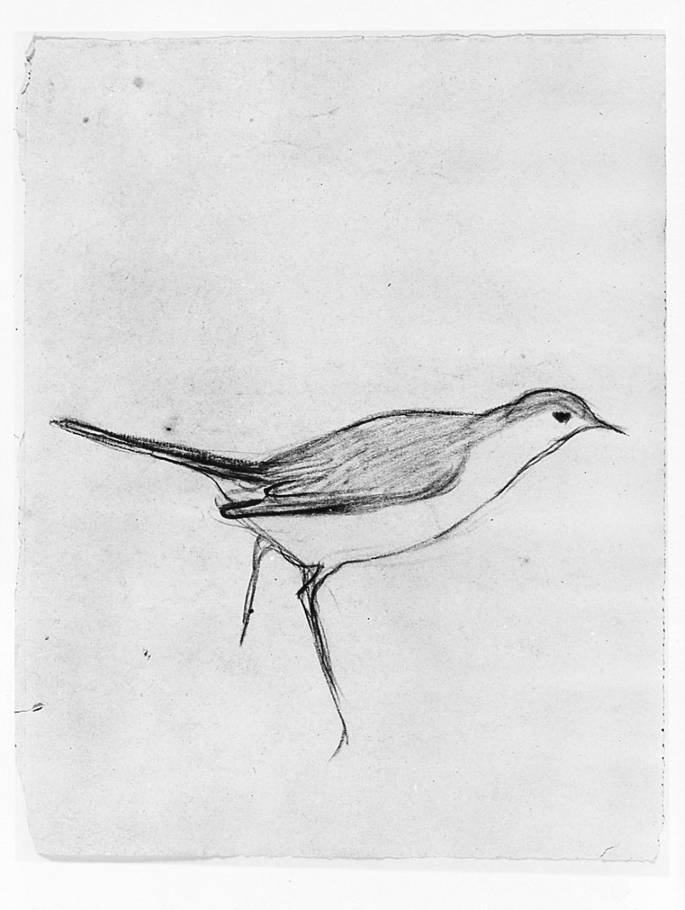 Uccello di tre quarti (Pico), (r.), Uccello (Pico), (v.), animali (disegno) di Chaplin Elisabeth (sec. XX)