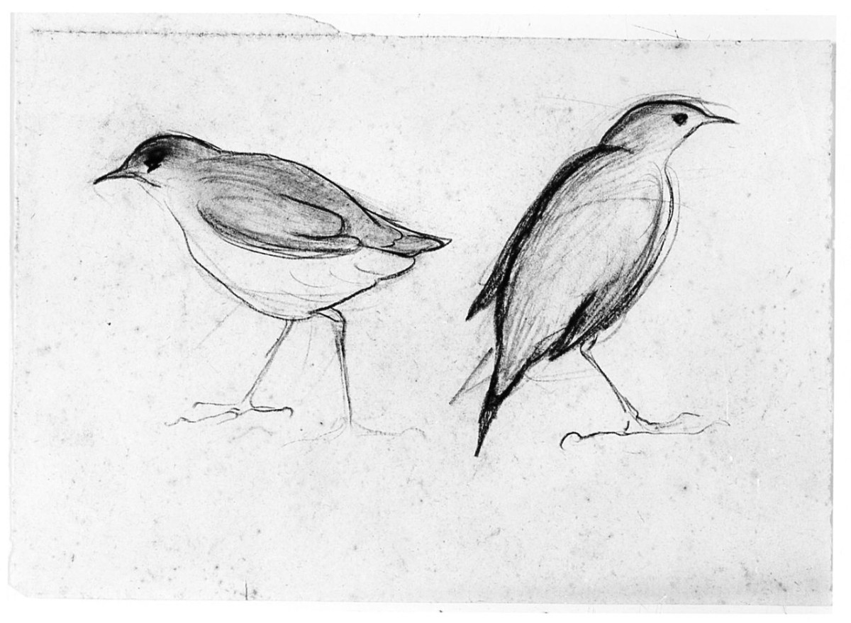 Due uccelli, (r.), Uccello (Pico), (v.), animali (disegno) di Chaplin Elisabeth (sec. XX)