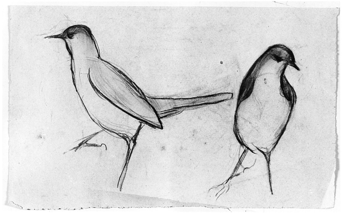 Uccello (Pico), animali (disegno) di Chaplin Elisabeth (sec. XX)