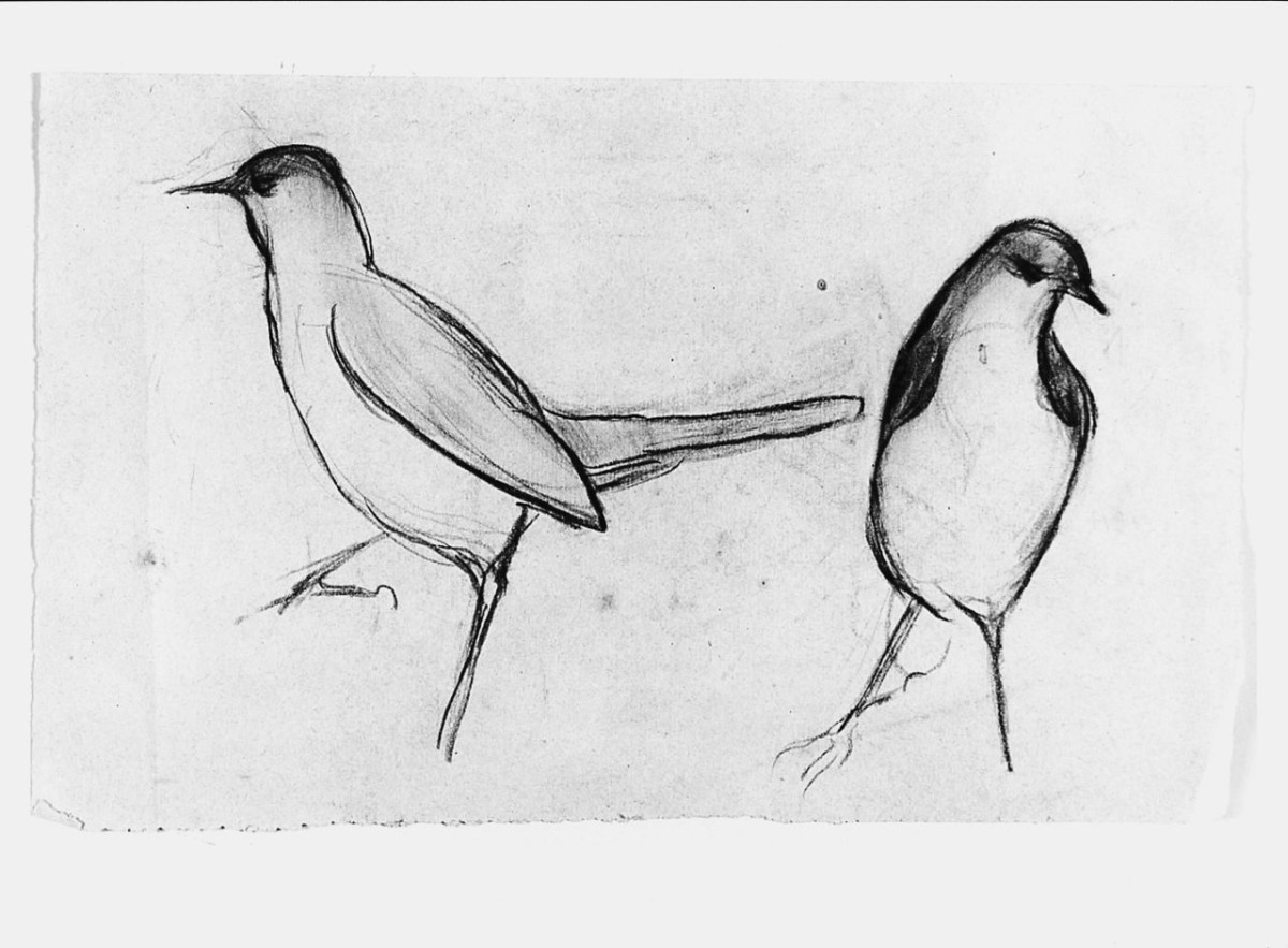 Uccello (Pico), animali (disegno) di Chaplin Elisabeth (sec. XX)