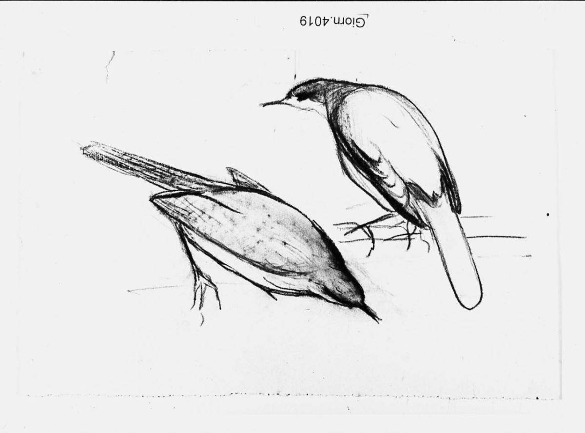 Uccello (Pico), (r.), Uccello (Pico), (v.), animali (disegno) di Chaplin Elisabeth (sec. XX)