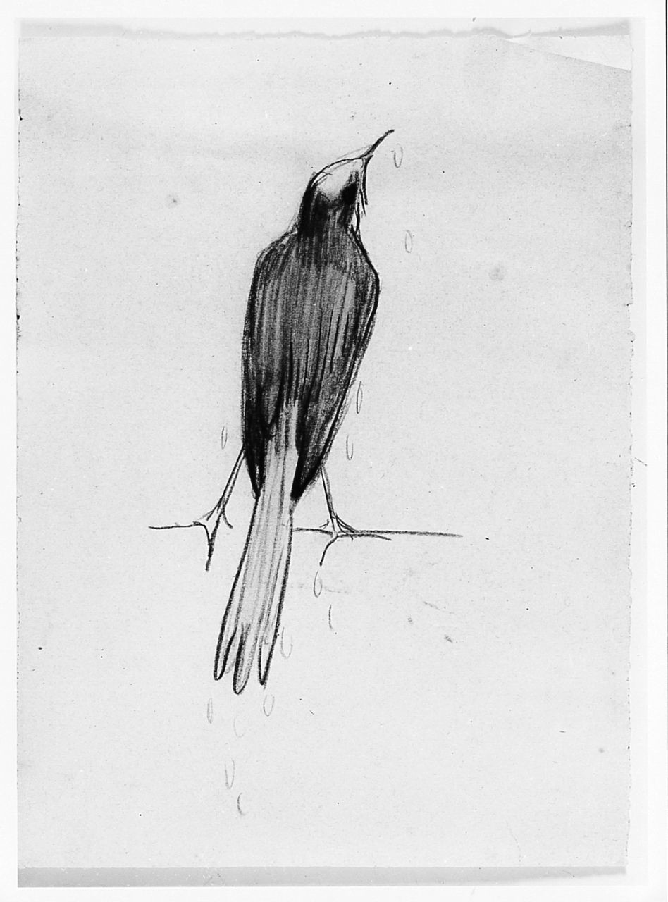 Uccello da tergo (Pico), animali (disegno) di Chaplin Elisabeth (sec. XX)