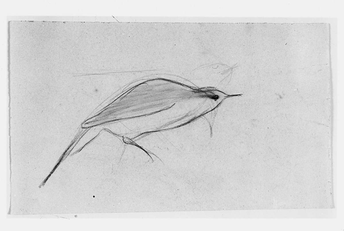 Uccello di profilo (Pico), (r.), Uccello (Pico), (v.), animali (disegno) di Chaplin Elisabeth (sec. XX)