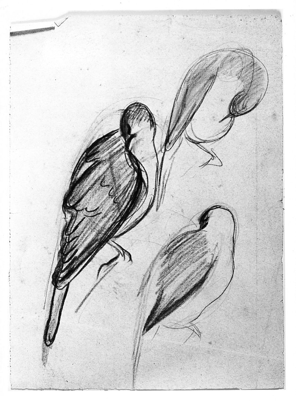 Uccello (Pico), animali (disegno) di Chaplin Elisabeth (sec. XX)