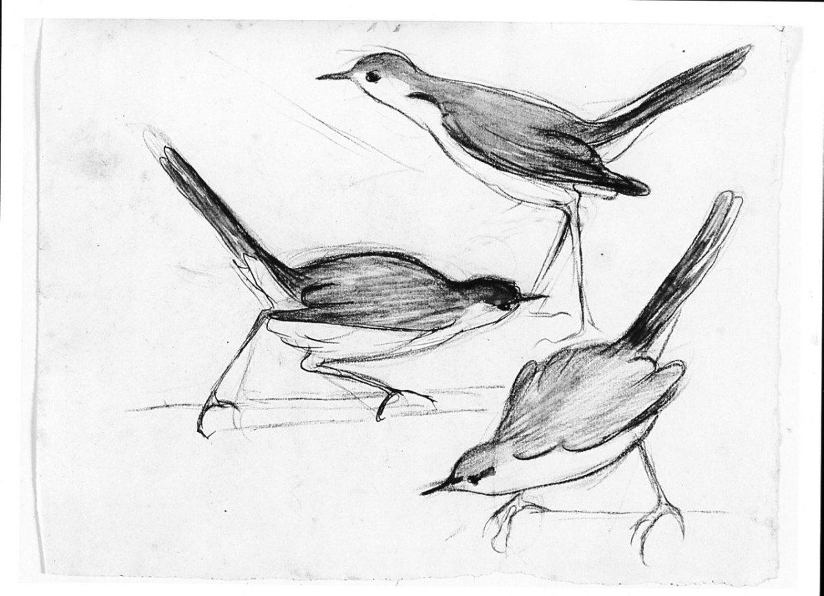 Uccello (Pico), animali (disegno) di Chaplin Elisabeth (sec. XX)