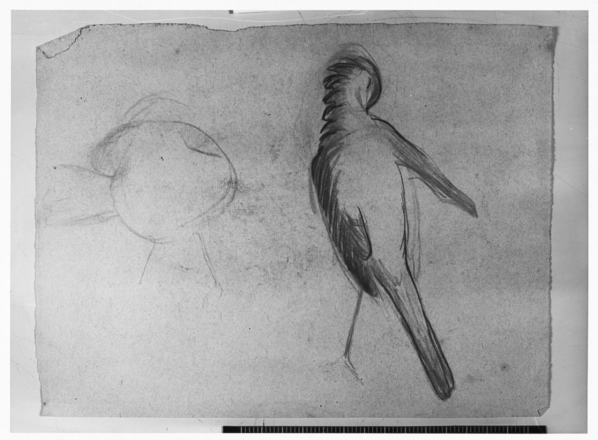Uccello da tergo (Pico), animali (disegno) di Chaplin Elisabeth (sec. XX)