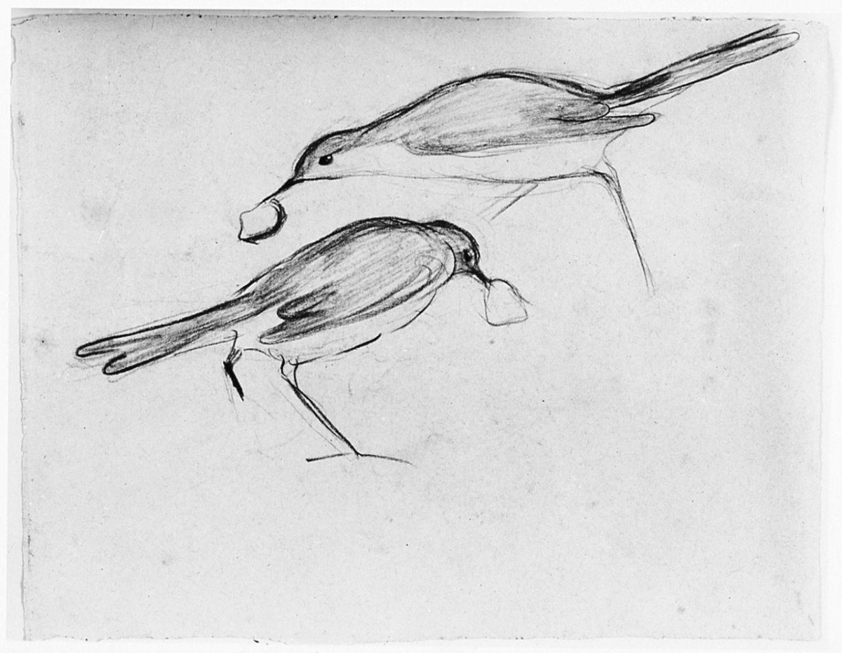 Uccello (Pico), animali (disegno) di Chaplin Elisabeth (sec. XX)