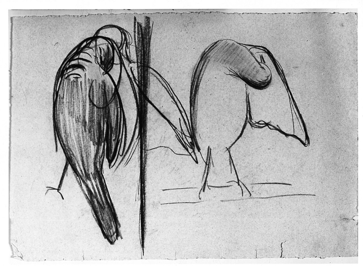 Uccello (Pico), (r.), Uccello (Pico), (v.), animali (disegno) di Chaplin Elisabeth (sec. XX)