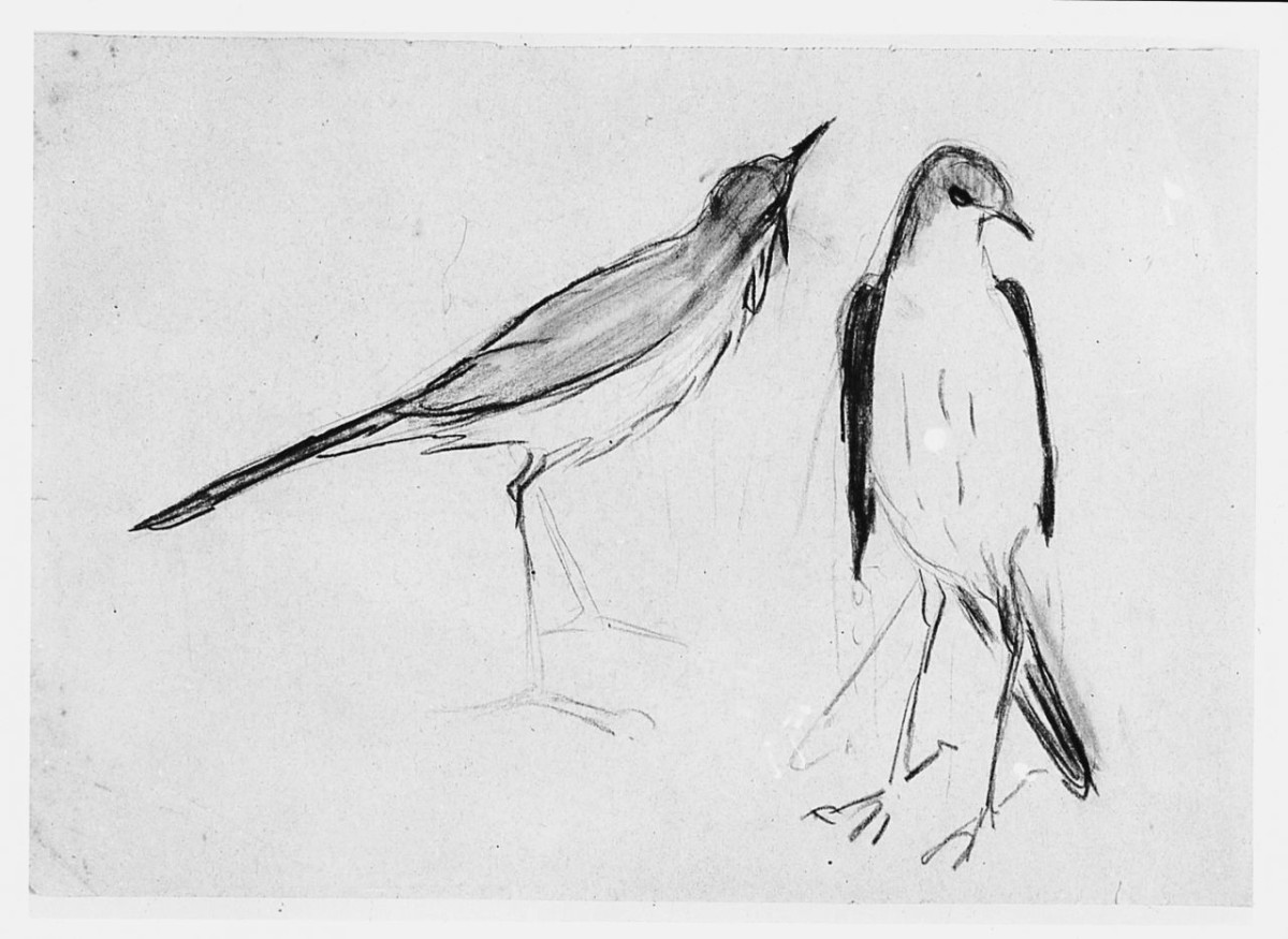 Uccello (Pico), (r.), Uccello (Pico), (v.), animali (disegno) di Chaplin Elisabeth (sec. XX)