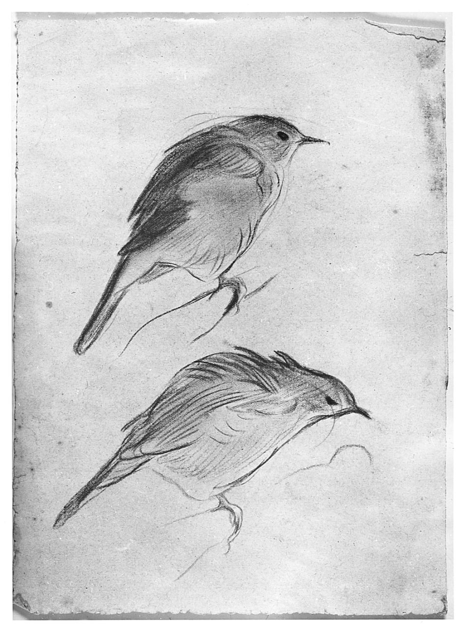 Uccello (Pico), (r.), Uccello (Pico), (v.), animali (disegno) di Chaplin Elisabeth (sec. XX)