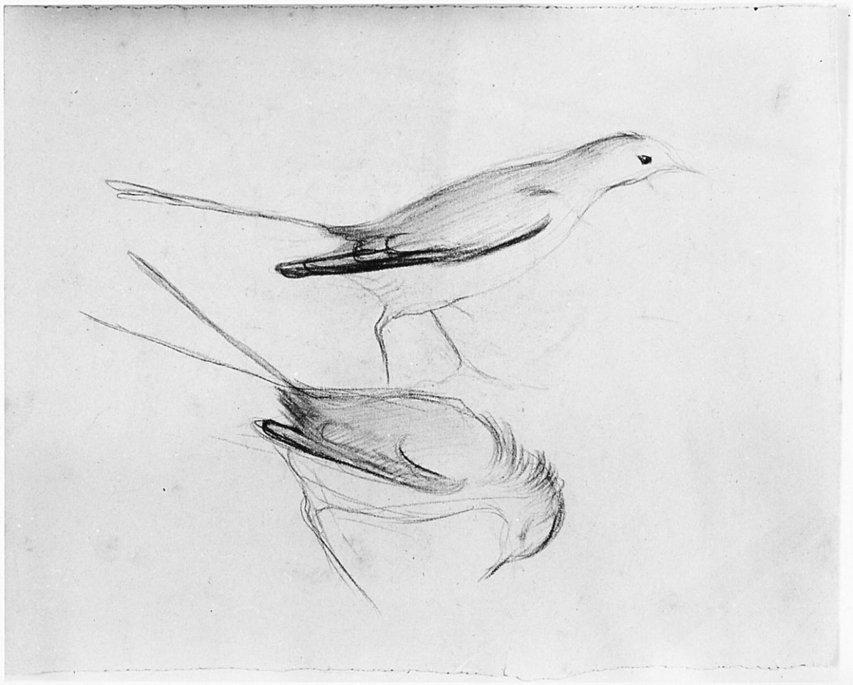 Uccello (Pico), (r.), Uccello (Pico), (v.), animali (disegno) di Chaplin Elisabeth (sec. XX)