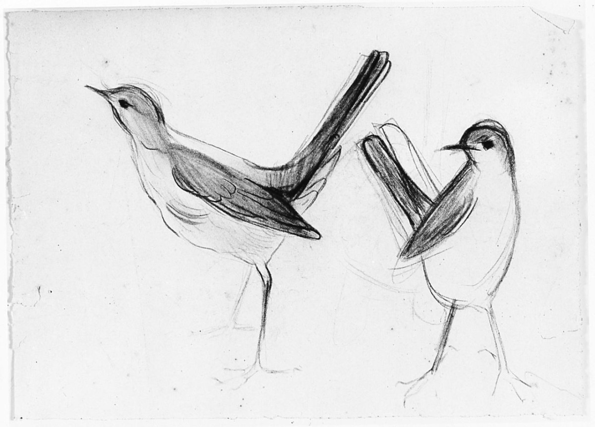 Uccello (Pico), (r.), Uccello (Pico), (v.), animali (disegno) di Chaplin Elisabeth (sec. XX)