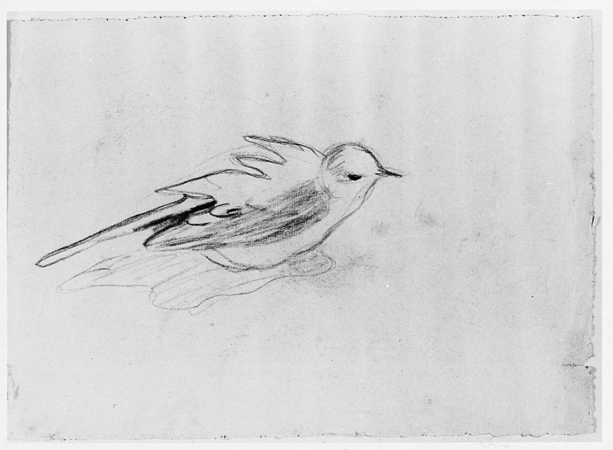 Uccello (Pico), (r.), Uccello (Pico), (v.), animali (disegno) di Chaplin Elisabeth (sec. XX)