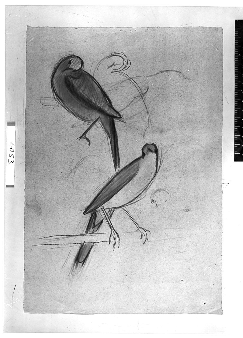 Uccello (Pico), (r.), Uccello (Pico), (v.), animali (disegno) di Chaplin Elisabeth (sec. XX)