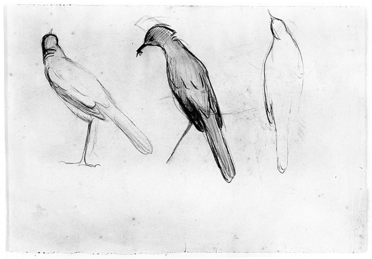 Uccello (Pico), (r.), Uccello (Pico), (v.), animali (disegno) di Chaplin Elisabeth (sec. XX)