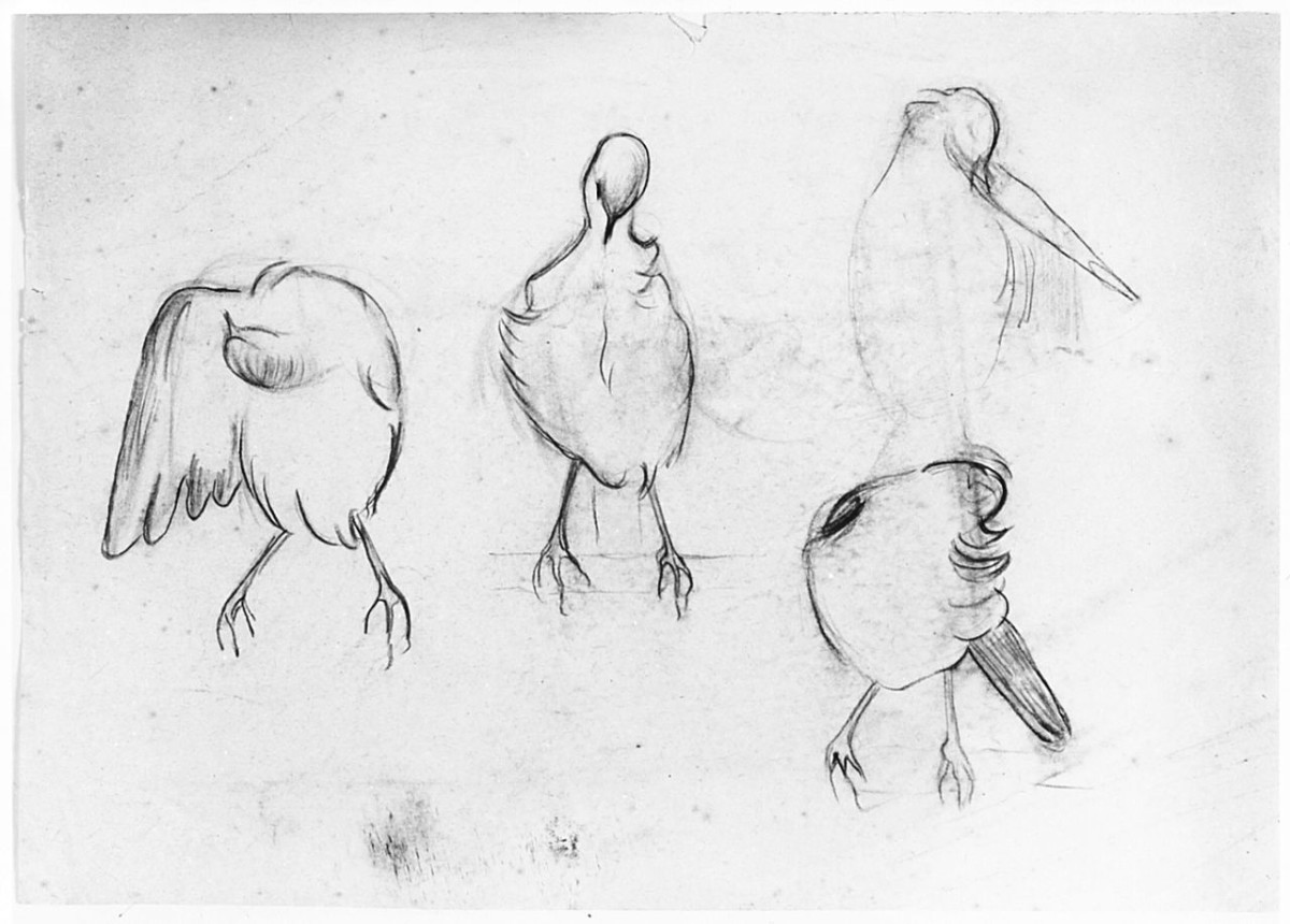 Uccello (Pico), (r.), Uccello (Pico), (v.), animali (disegno) di Chaplin Elisabeth (sec. XX)