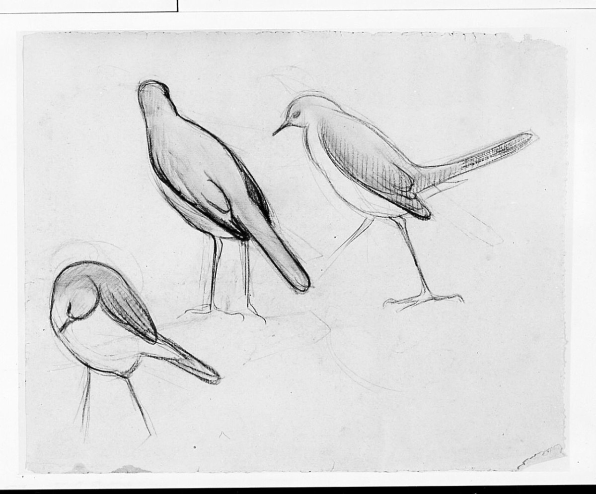 Uccello (Pico), (r.), Uccello (Pico), (v.), animali (disegno) di Chaplin Elisabeth (sec. XX)