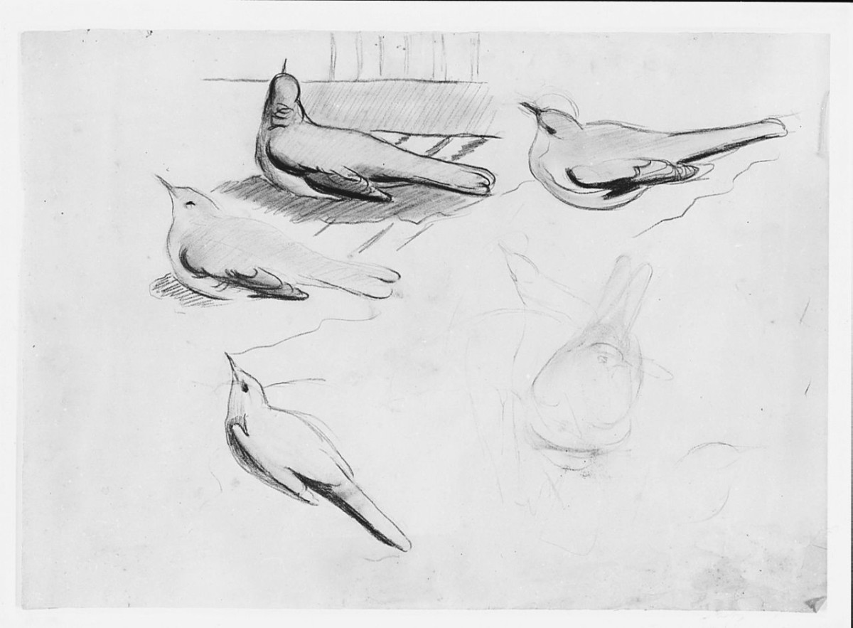 Uccello (Pico), animali (disegno) di Chaplin Elisabeth (sec. XX)