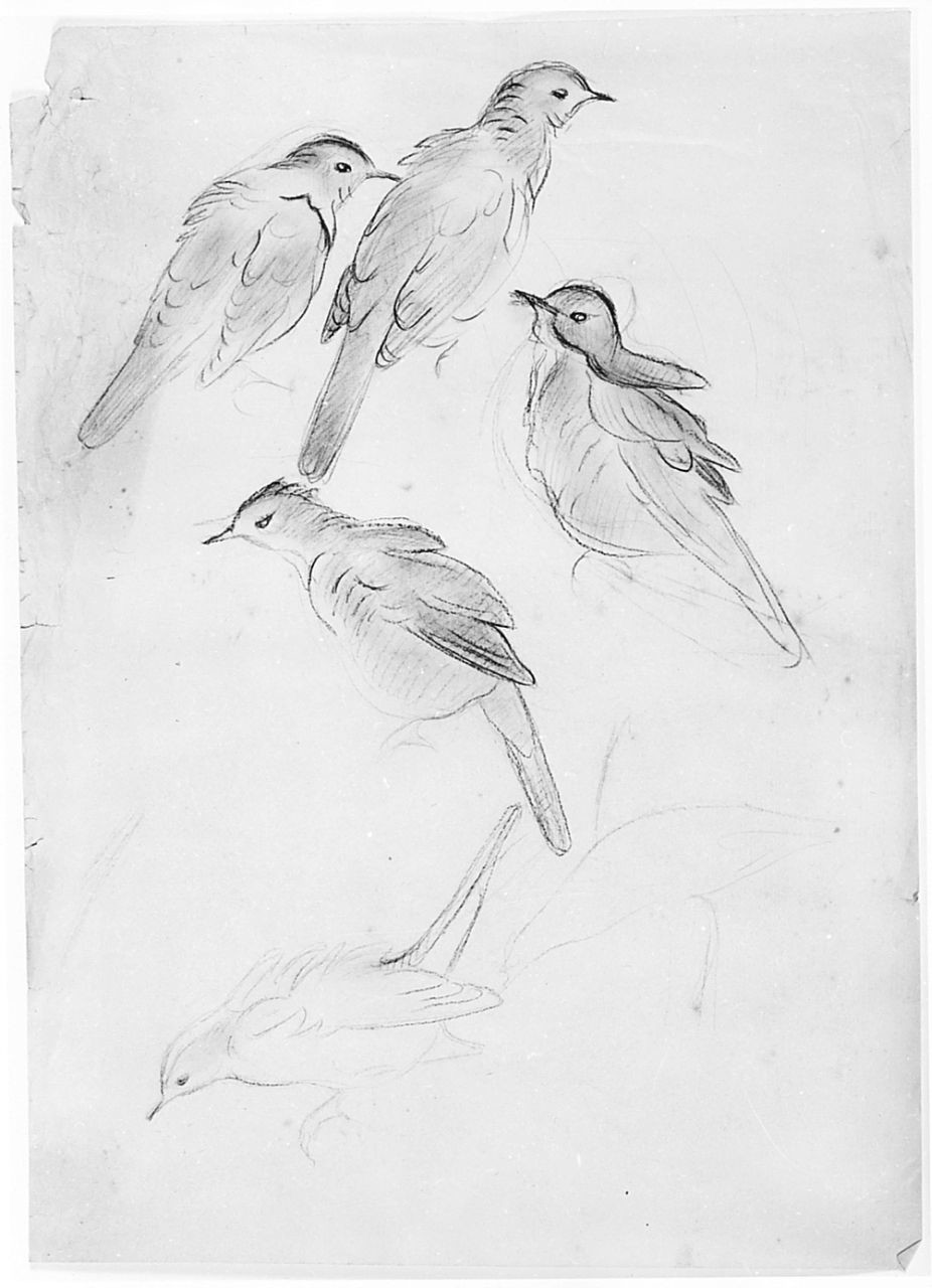 Uccello (Pico), animali (disegno) di Chaplin Elisabeth (sec. XX)