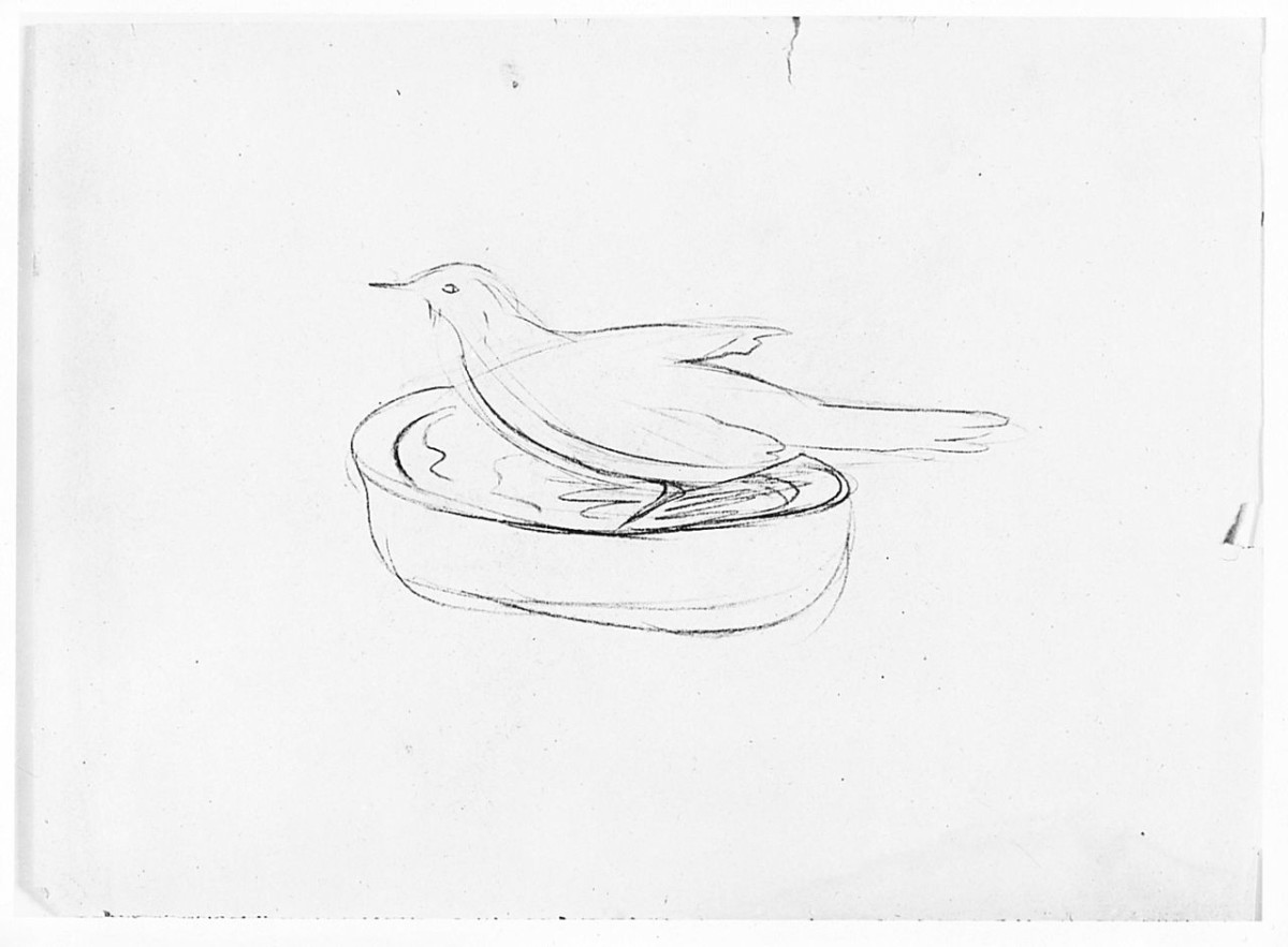 Uccello nel bacile dacqua (Pico), (r.), Uccello (Pico), (v.), animali (disegno) di Chaplin Elisabeth (sec. XX)