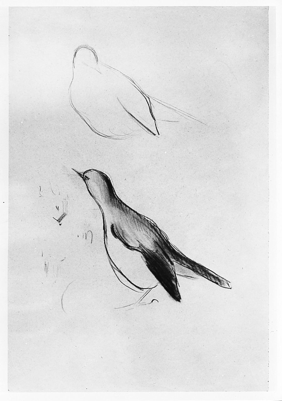 Uccello (Pico), animali (disegno) di Chaplin Elisabeth (sec. XX)