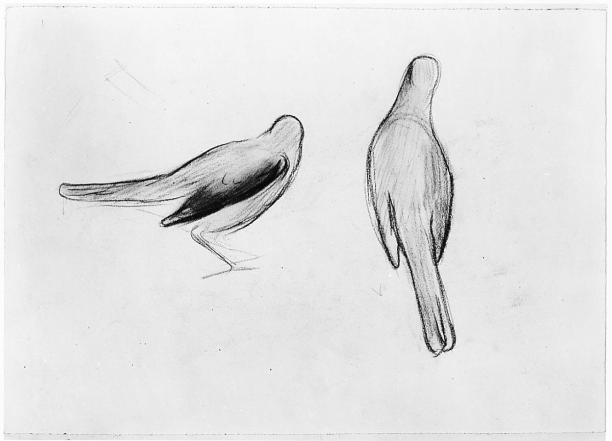 Uccello (Pico), (r.), Uccello (Pico), (v.), animali (disegno) di Chaplin Elisabeth (sec. XX)