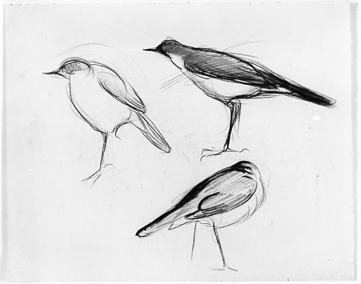 Uccello (Pico), animali (disegno) di Chaplin Elisabeth (sec. XX)