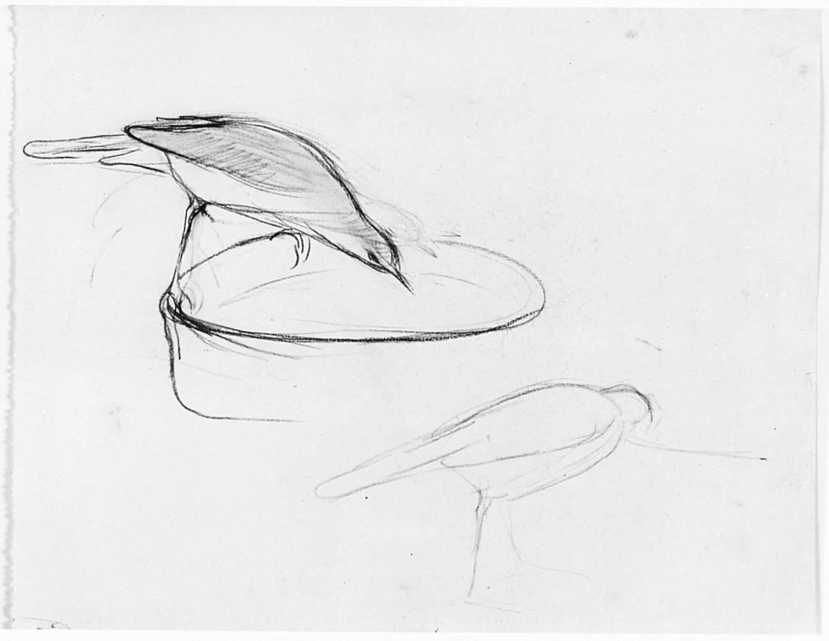 Uccello che si abbevera (Pico), (r.), Uccello (Pico), (v.), animali (disegno) di Chaplin Elisabeth (sec. XX)