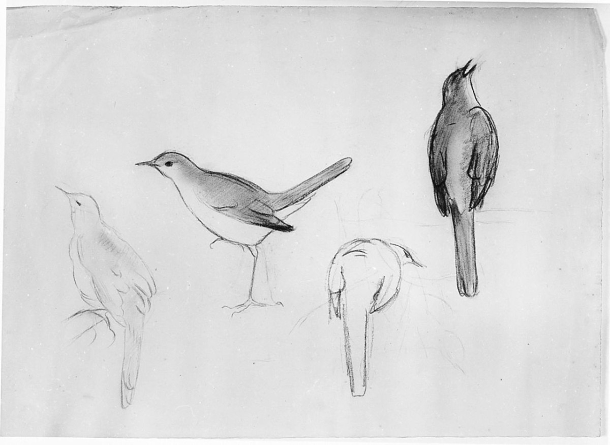 Uccello di profilo e da tergo (Pico), animali (disegno) di Chaplin Elisabeth (sec. XX)