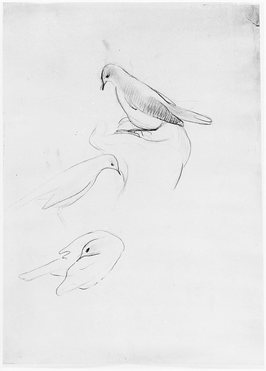 Uccello sul palmo di una mano, accovacciato, di profilo (Pico), animali (disegno) di Chaplin Elisabeth (sec. XX)