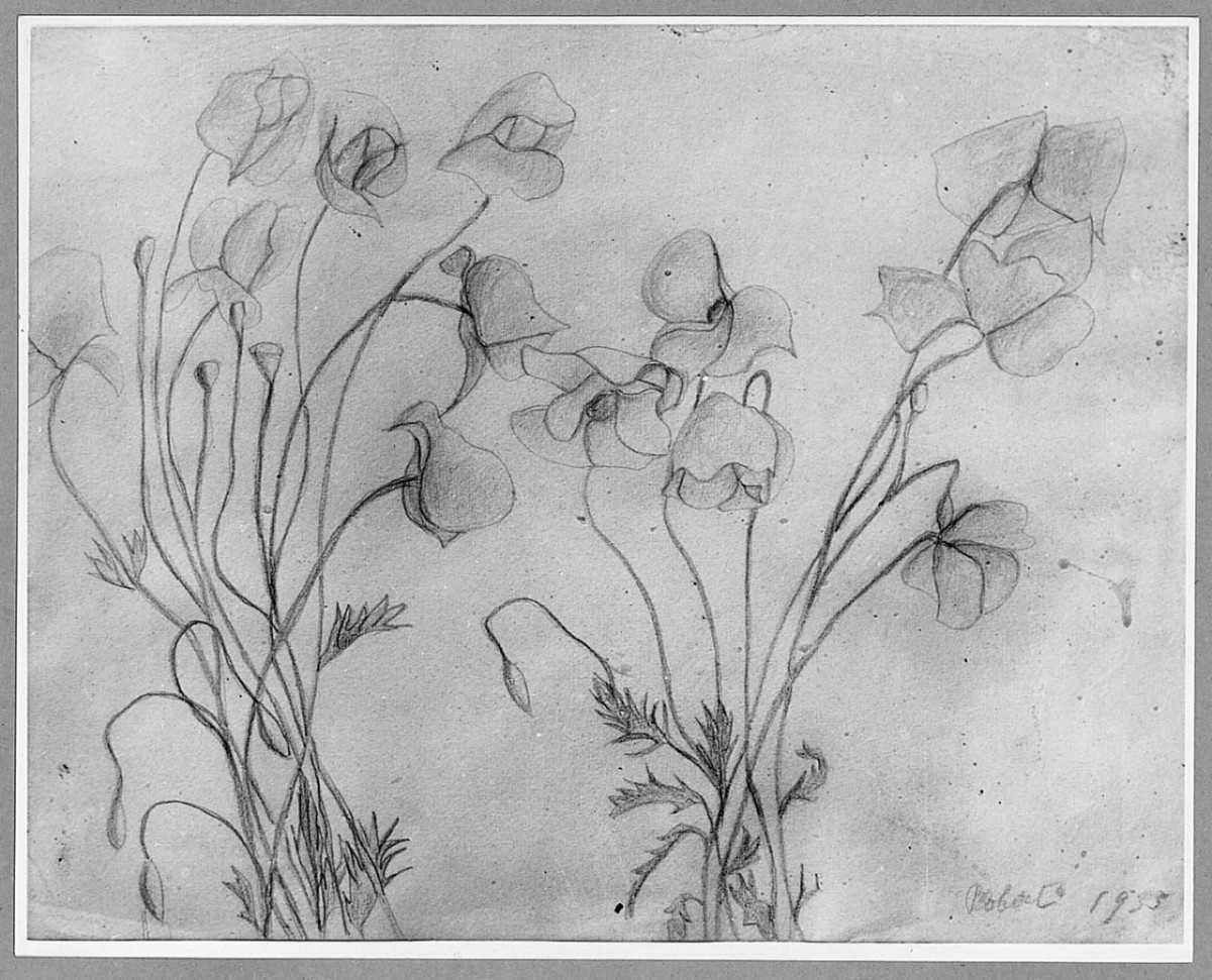 papaveri, fiori (disegno) di Chaplin Robert (sec. XX)