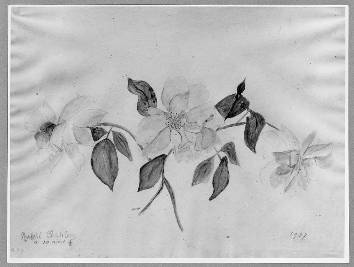 rose, fiori (disegno) di Chaplin Robert (sec. XX)