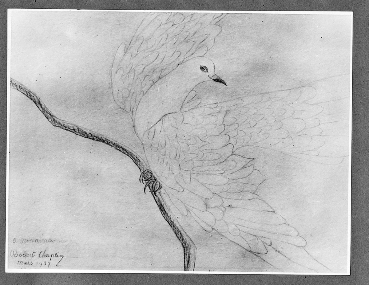 Uccello (Pico?), animali (disegno) di Chaplin Robert (sec. XX)