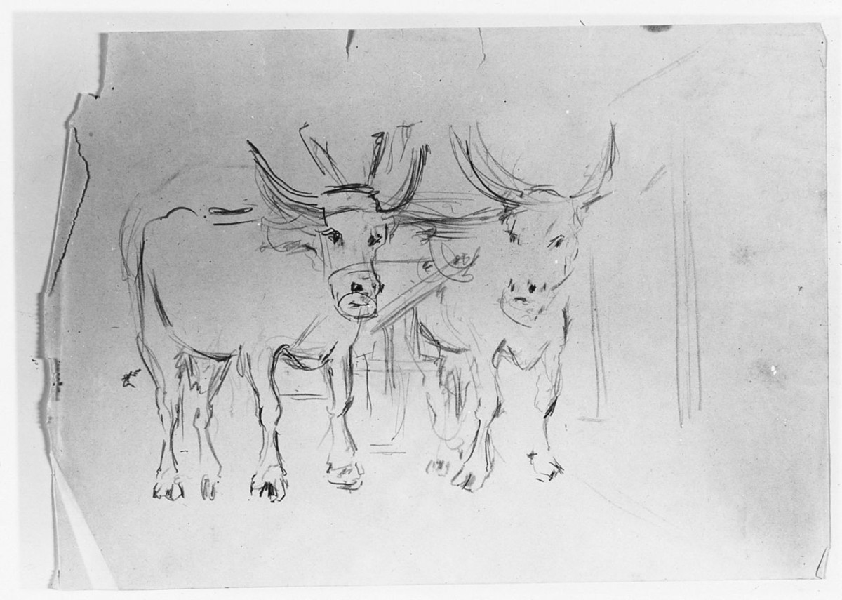 Buoi al carro, animali (disegno) di Maestrelli Mario (sec. XX)
