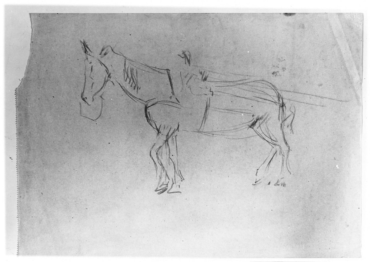 cavallo (disegno) di Maestrelli Mario (secondo quarto sec. XX)