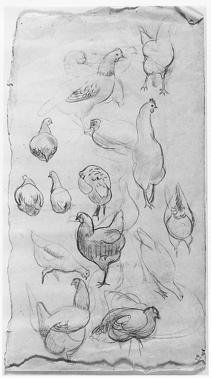 Galline, (r.), Galli, (v.), animali, animali (disegno) di Chaplin Elisabeth (sec. XX)